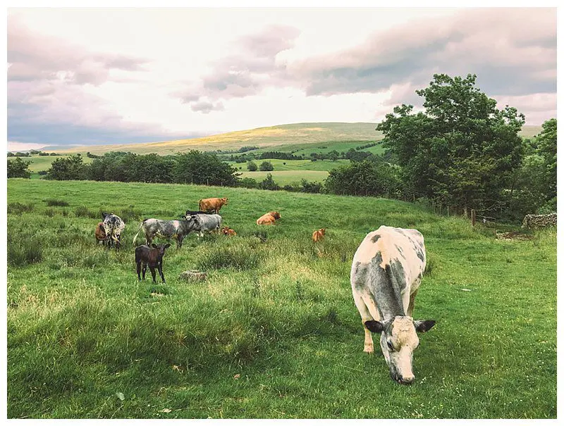 Walking Cautley to Sedbergh