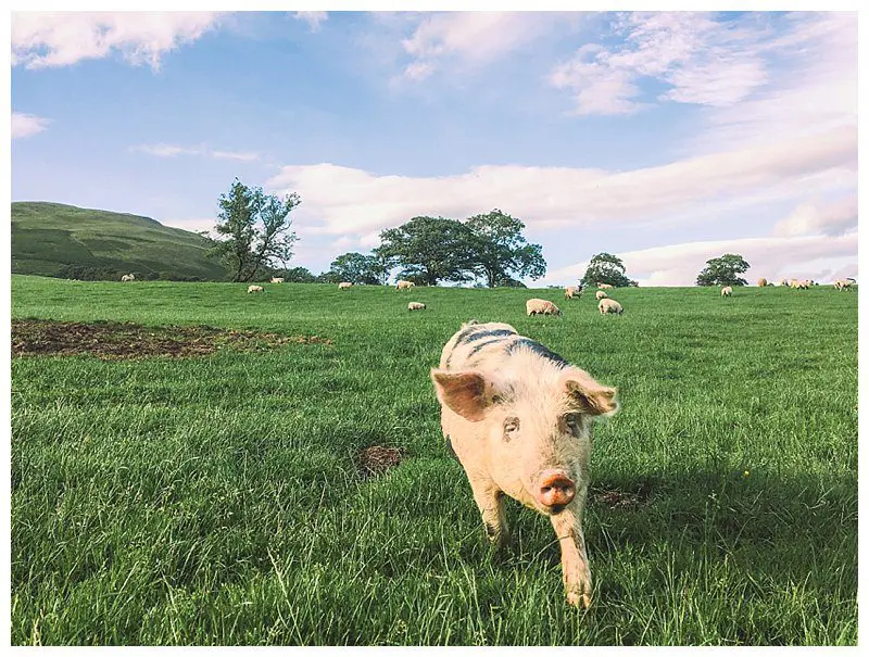 Walking Cautley to Sedbergh