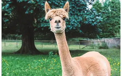 Why Not Alpacas