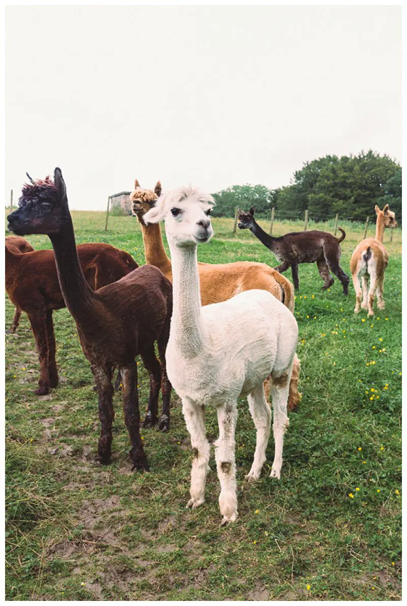 Why Not Alpacas