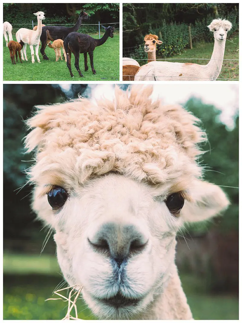 Why Not Alpacas