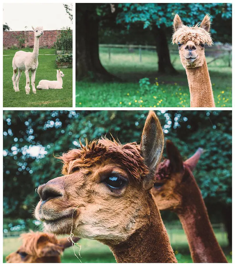 Why Not Alpacas