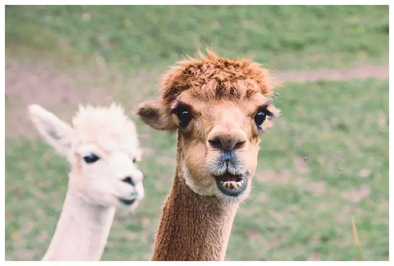 Why Not Alpacas