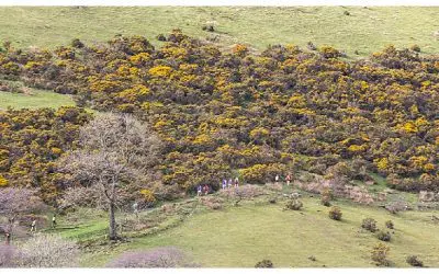 The Sedbergh Wilson Run Course