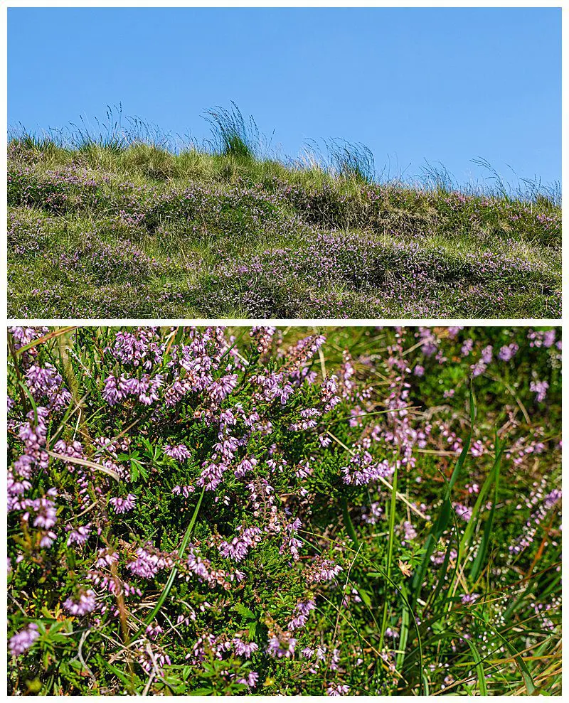 Yorkshire-Heather