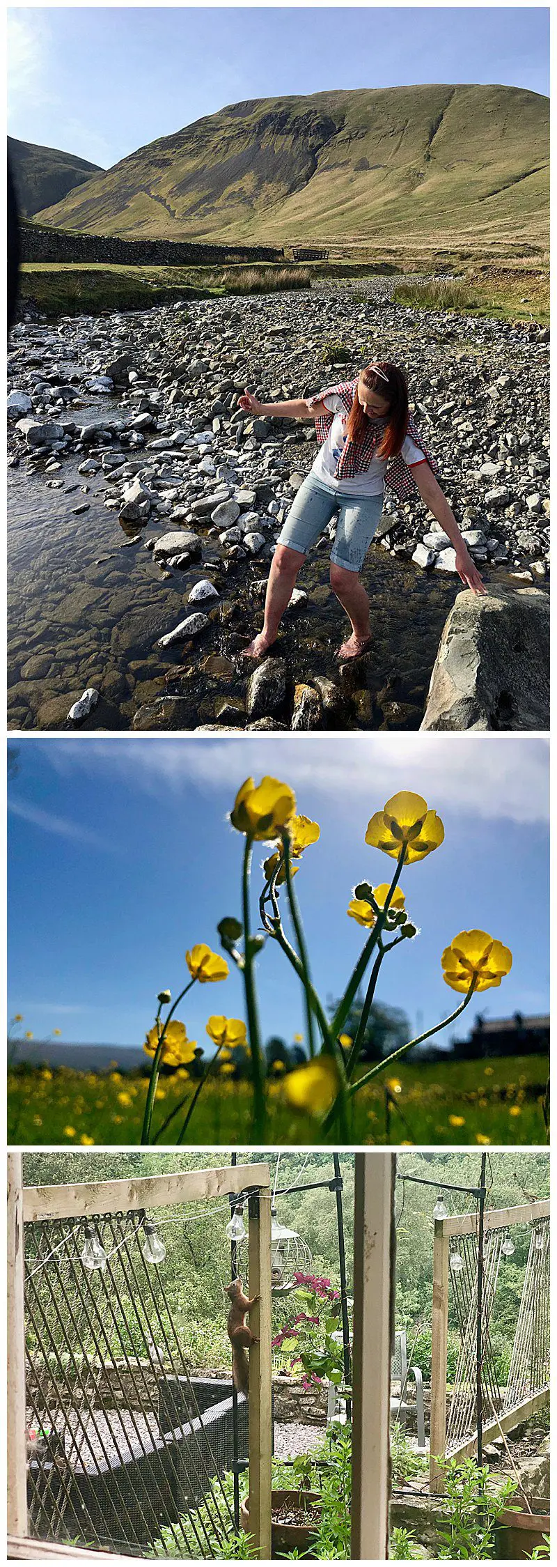 River-Buttercups-Red-Squirrel