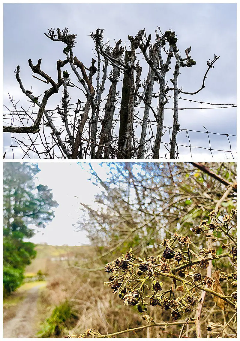 Winter-Hedgerows