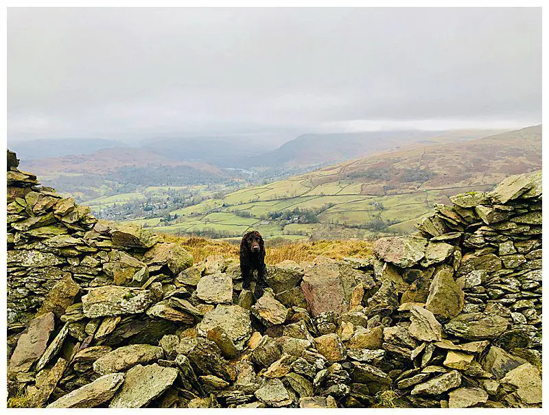 Dog-Walk-Cumbria.jpg