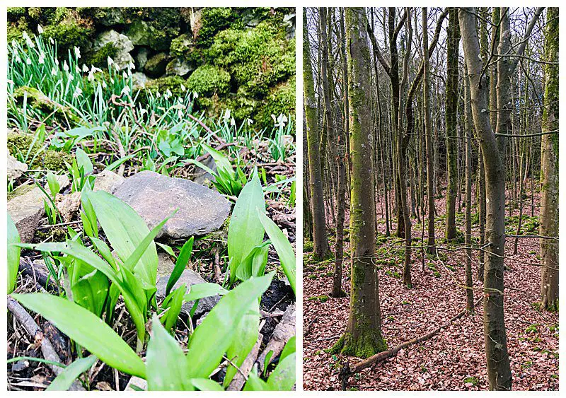 Wild Garlic and Woodland