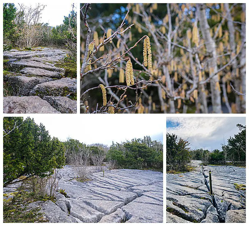 Limestone Landscape  Area