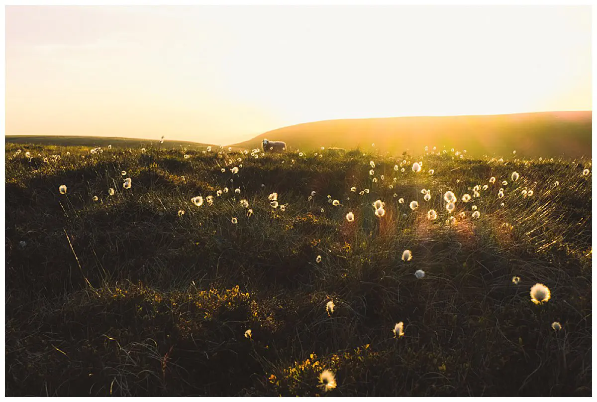 Sheep in a field at sunset