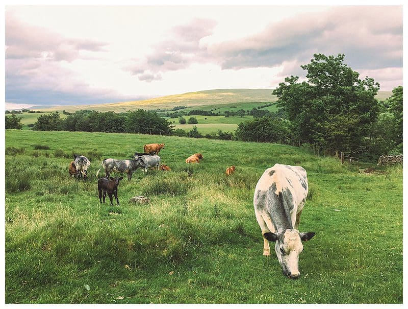 British Summer,Cautley,Countryside,Cumbria,Joanne Withers Photography,Sedbergh,St Marks Stays,Walking,Yorkshire Dales, Walking Cautley to Sedbergh