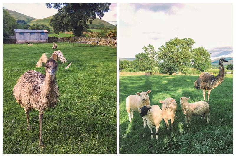 British Summer,Cautley,Countryside,Cumbria,Joanne Withers Photography,Sedbergh,St Marks Stays,Walking,Yorkshire Dales, Walking Cautley to Sedbergh