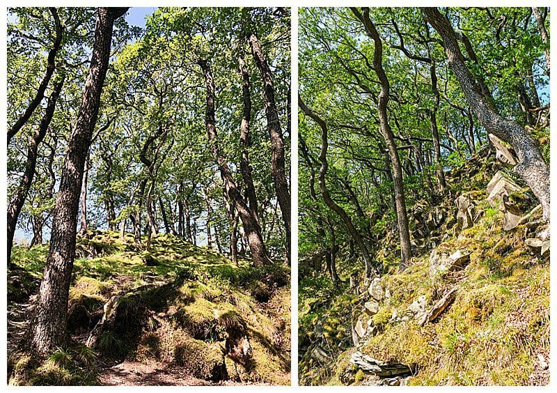 Tree-Landscape.jpg Tree-Landscape.jpg